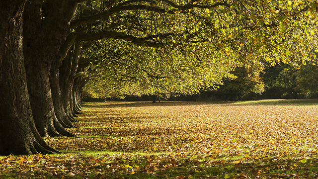 Energetic Boundaries | Hilarie Mae